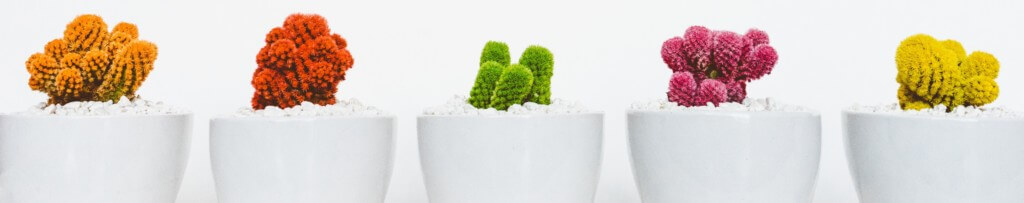 courses for creatives cactus design